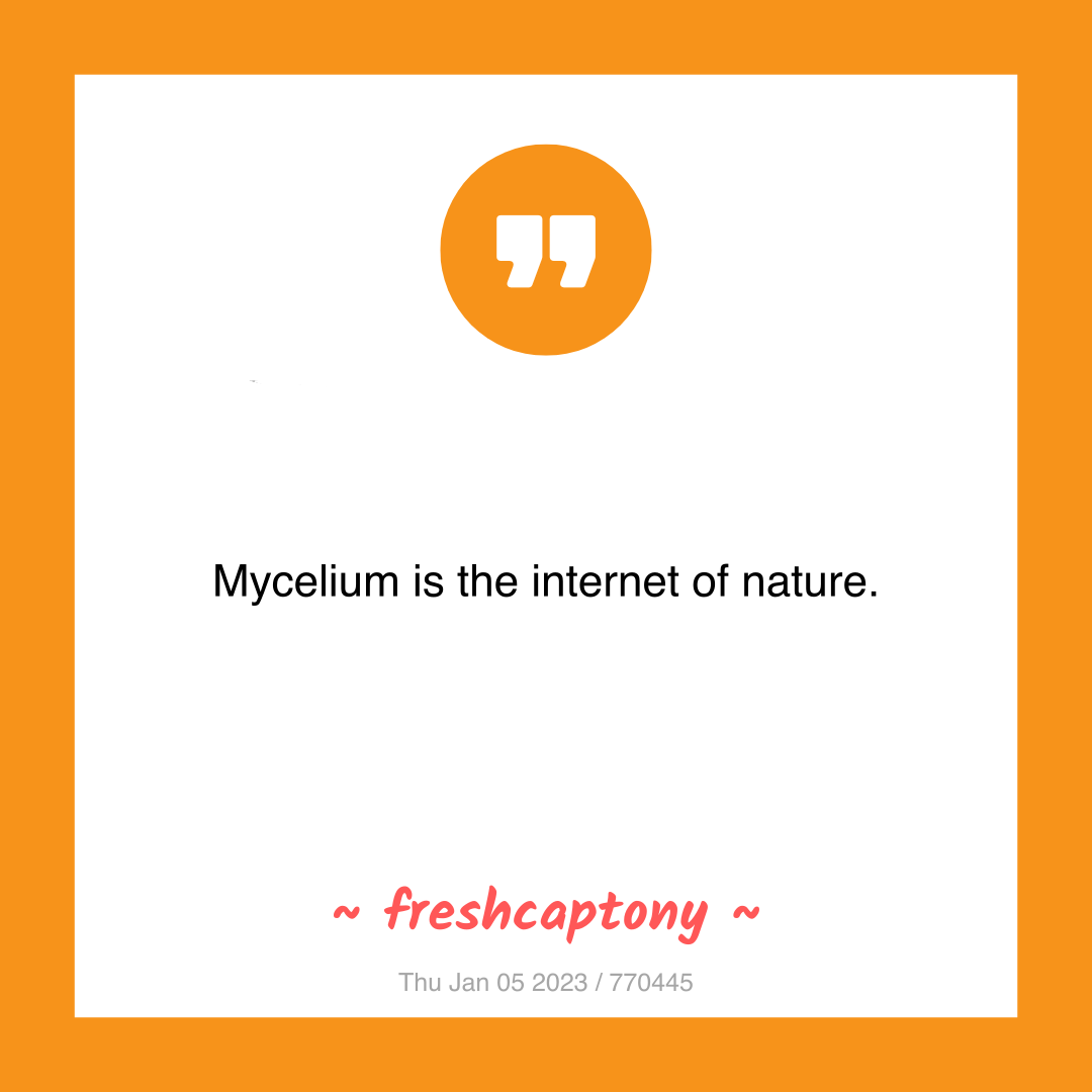 Mycelium is the internet of nature.